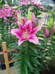 [6274 Lilium 57 No02.JPG]